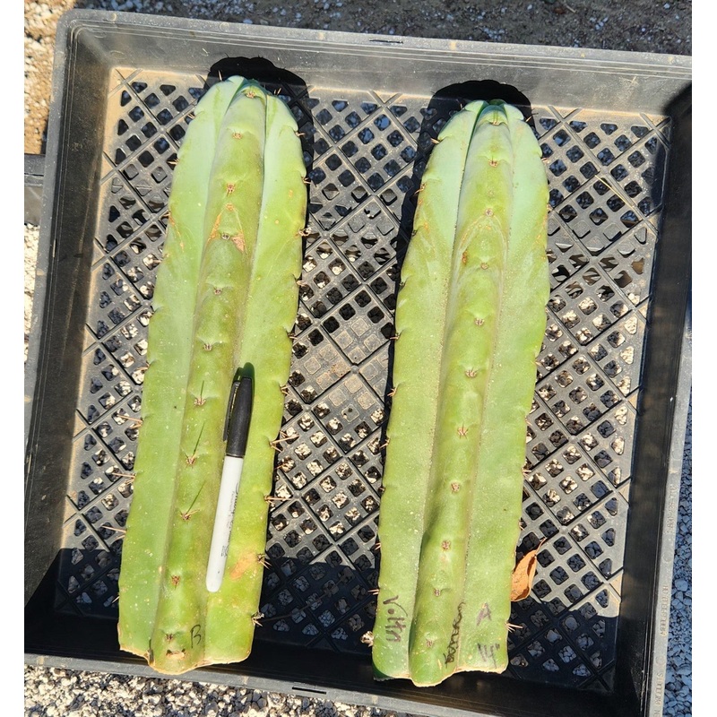 #EC02 EXACT Trichocereus Huanucoensis VOLTA Cactus CUTTING 14"