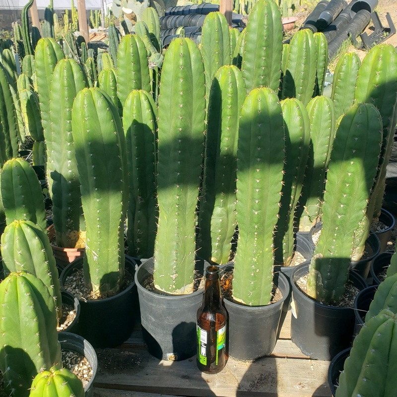 #EC05 EXACT Trichocereus Pachanoi Monstrose Revert Cactus