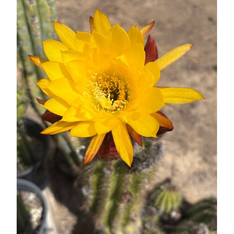 #EC08 EXACT Trichocereus Grandiflorus hybrid SunFlower Cactus Cutting 5-6