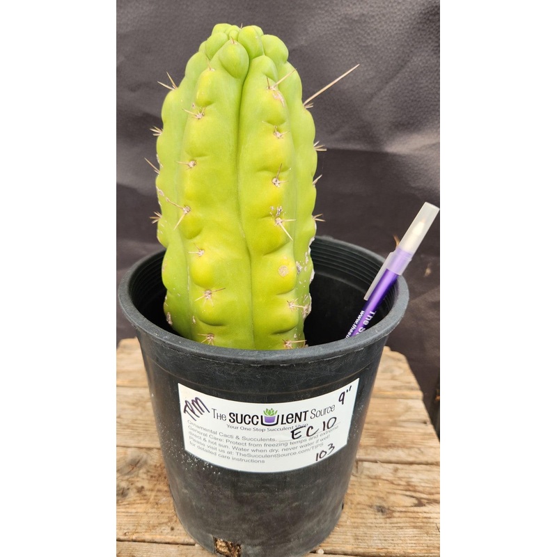#EC10 EXACT Trichocereus Pachanoi Monstrose Cactus 9"