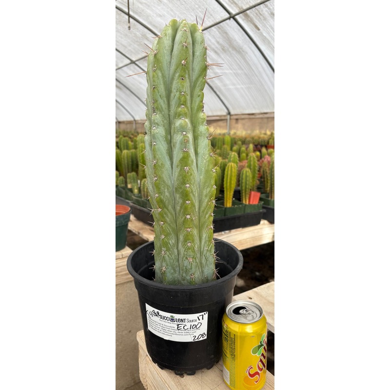 #EC100 EXACT Trichocereus Peruvianus TSSBP Cactus 17