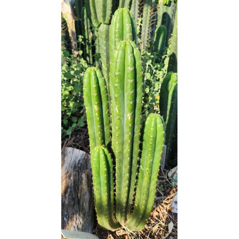 #EC101 EXACT Trichocereus Pachanoi Nahuel OP Chavin Cactus Cutting 8-10"