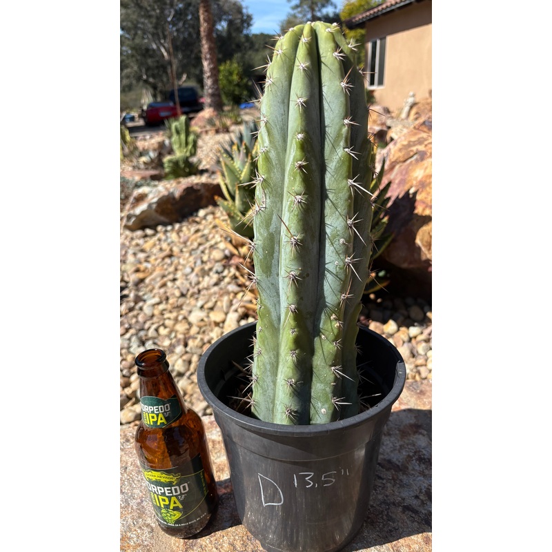 #EC102 D EXACT Trichocereus Peruvianus TSSBP Cactus 13.5