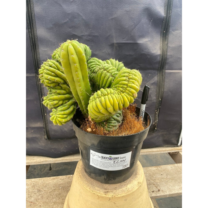 #EC104 EXACT Trichocereus  Pachanoi Crested TLC Ornamental Cactus " container