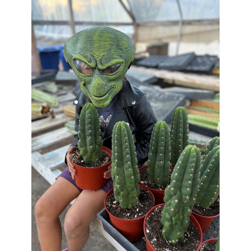 #EC105 EXACT Trichocereus Pachanoi Monstrose TPM Ornamental Cactus 8-10 Potted by Leah