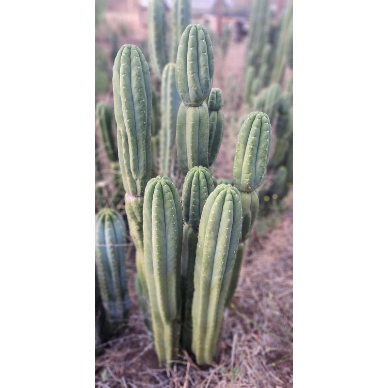 #EC106 EXACT Trichocereus Pachanoi Skip/CG Campground Cactus Cutting