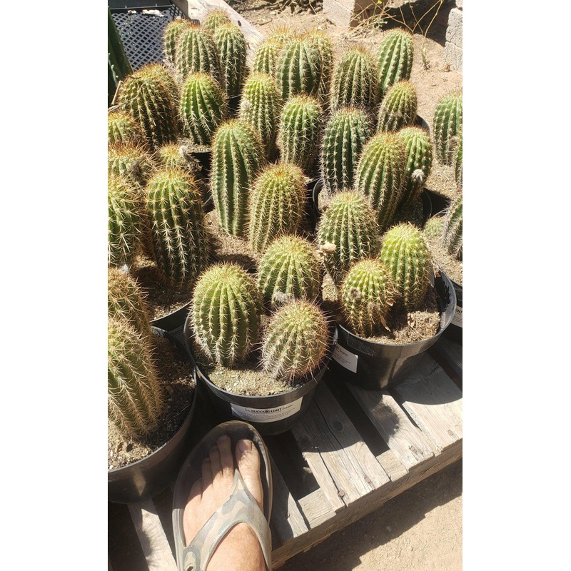 #EC111 EXACT Trichocereus Grandiflorus Ornamental Cactus Potted 8"