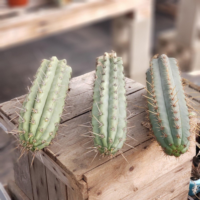 #EC112 EXACT Trichocereus Cuzcoensis Cactus CUTTING 10-12" approx