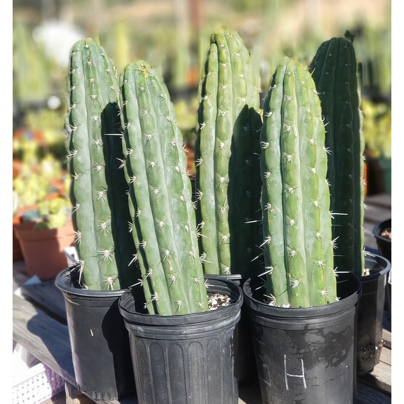 #EC116 EXACT Trichocereus  Knuthianus Aff. Ornamental Cactus 12" approx.