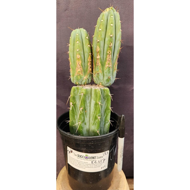 #EC117 EXACT Trichocereus Bridgesii JADA Cactus 13.5"