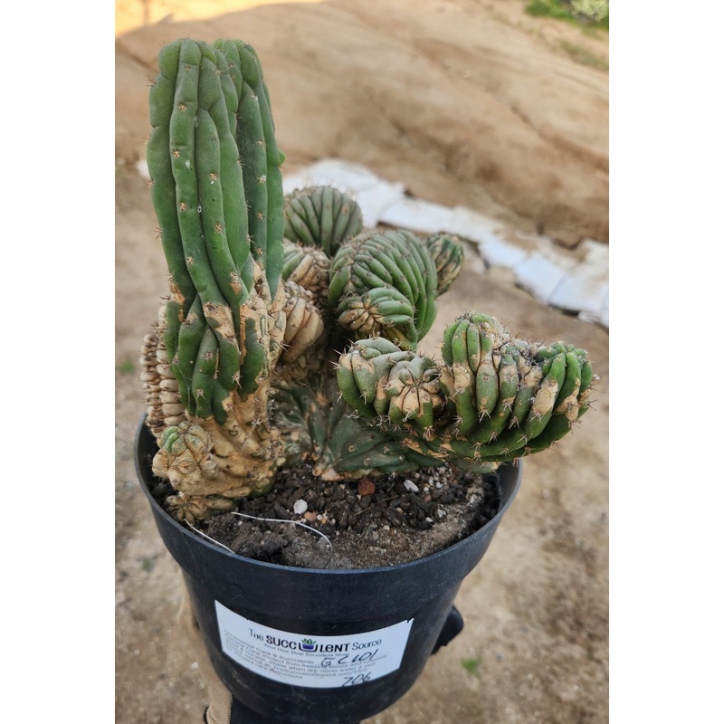 #EC12 EXACT Crested Trichocereus Pachanoi Cactus TLC Potted