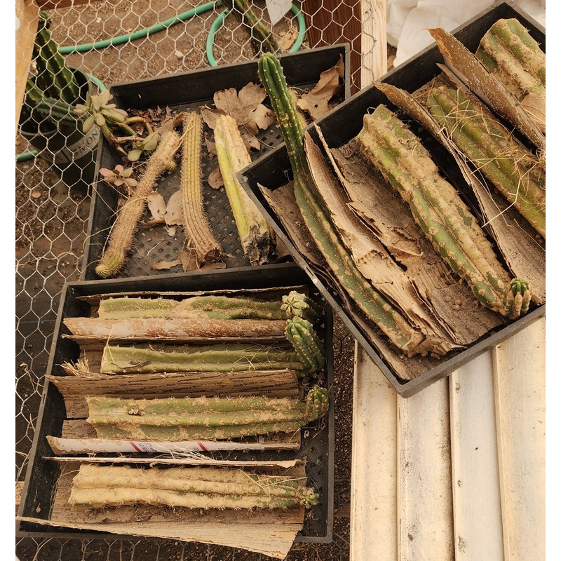 #EC120 EXACT Trichocereus Pachanoi PC Cactus TLC Lot