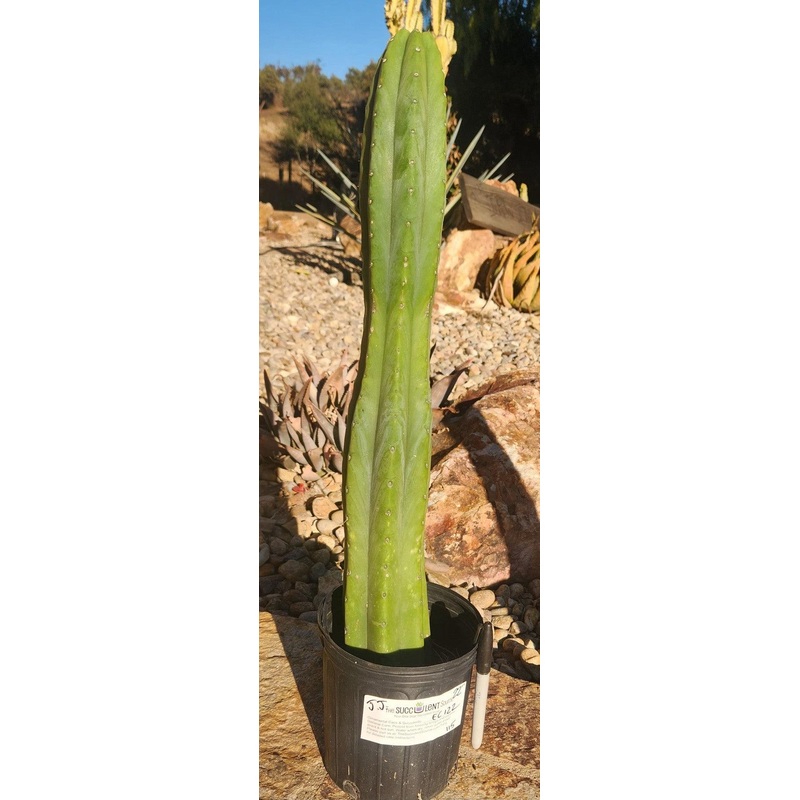 #EC122 EXACT Trichocereus Pachanoi Jiimz Juul ornamental cactus 22