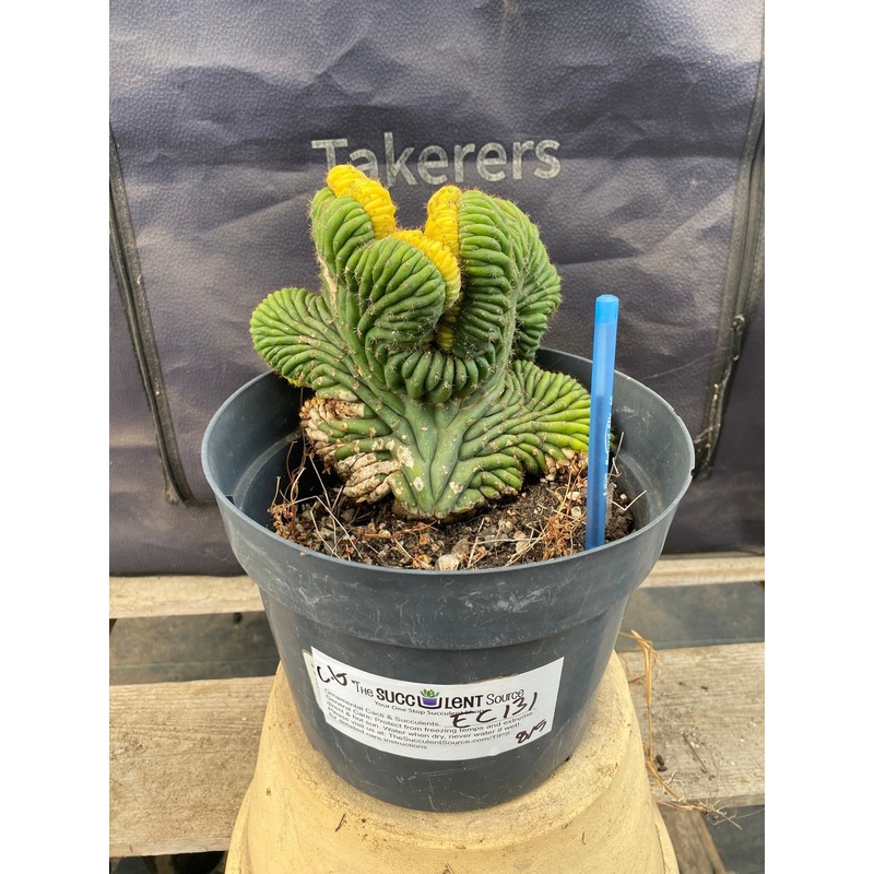 #EC131 EXACT Trichocereus Pachanoi Variegated Crested Cactus