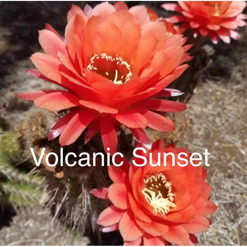 #EC136 EXACT Trichocereus Hybrid Volcanic Sunset Cactus Cutting