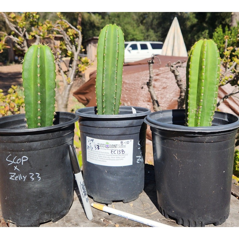 #EC138 EXACT Trichocereus Hybrid Scopulicola Scop Potted Specimens