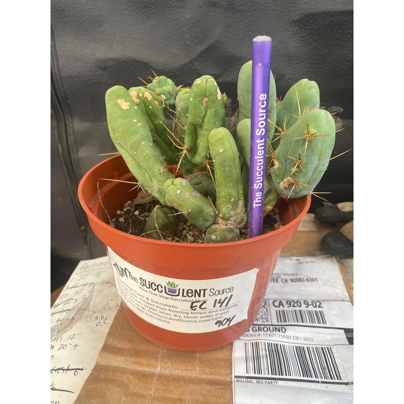 #EC141 EXACT Trichocereus Bridgesii Monstrose TBM Penis  Cactus Potted