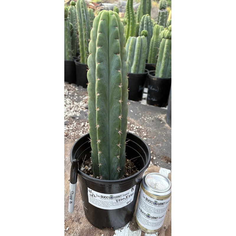 #EC142 EXACT Trichocereus Pachanoi Monstrose TPM X KGC Cactus 13