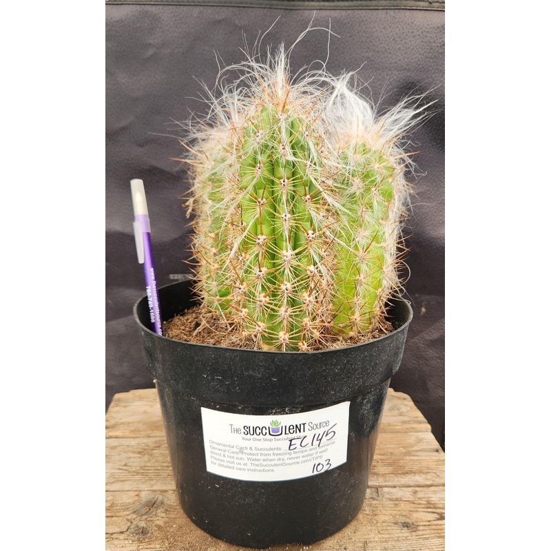 #EC145 EXACT Oreocereus Celsianus Old Man Cactus