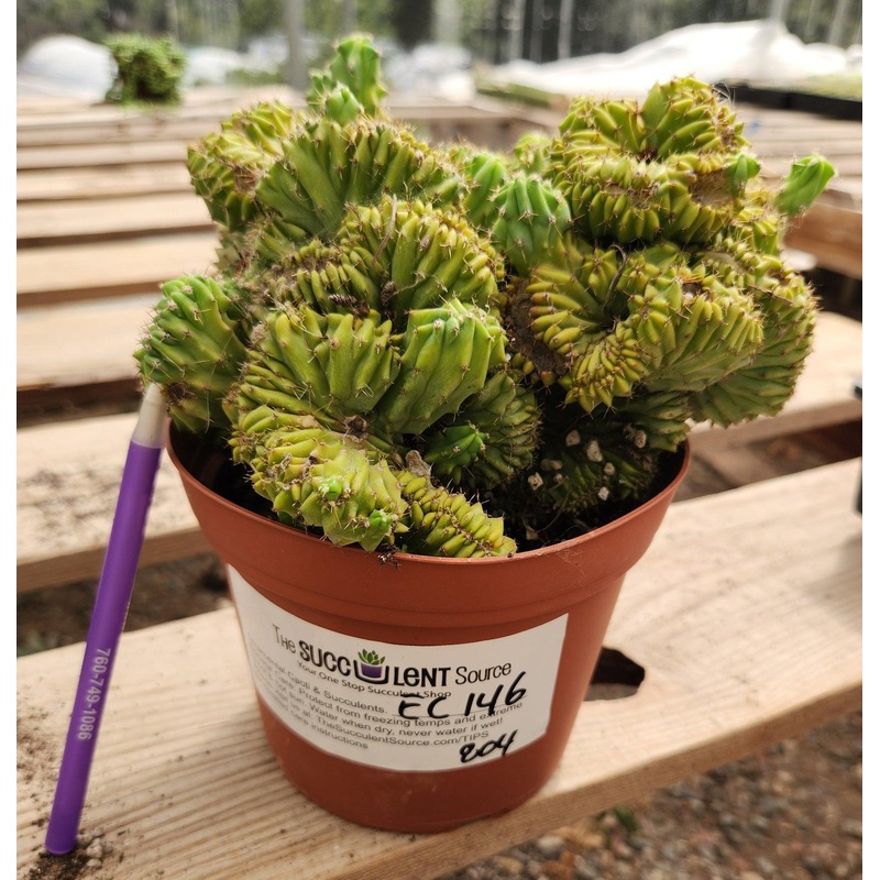 #EC146 EXACT Myrtillocactus Geometrizans Elite Crested Cactus