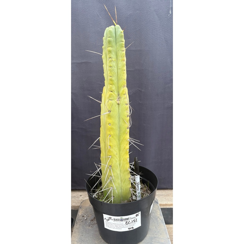 #EC151 EXACT Trichocereus Bridgesii Twin Spine Ornamental Cactus 14.5