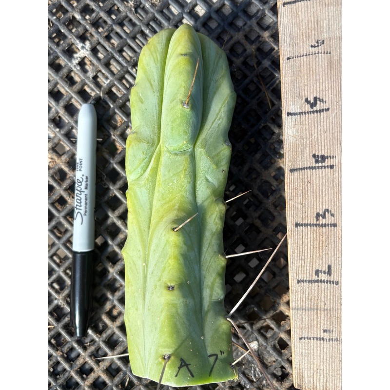 #EC153 EXACT Trichocereus Bridgesii Jiimz Twin Spine Cactus Cuttings