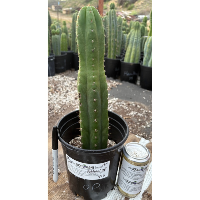 #EC156 EXACT Trichocereus Pachanoi Nahuel Chavin Cactus 13