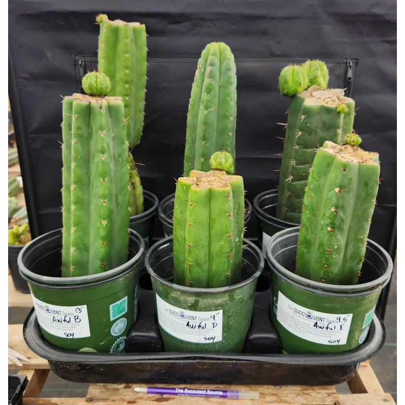 #EC157 EXACT Trichocereus Pachanoi "Awful" Cactus Various sizes