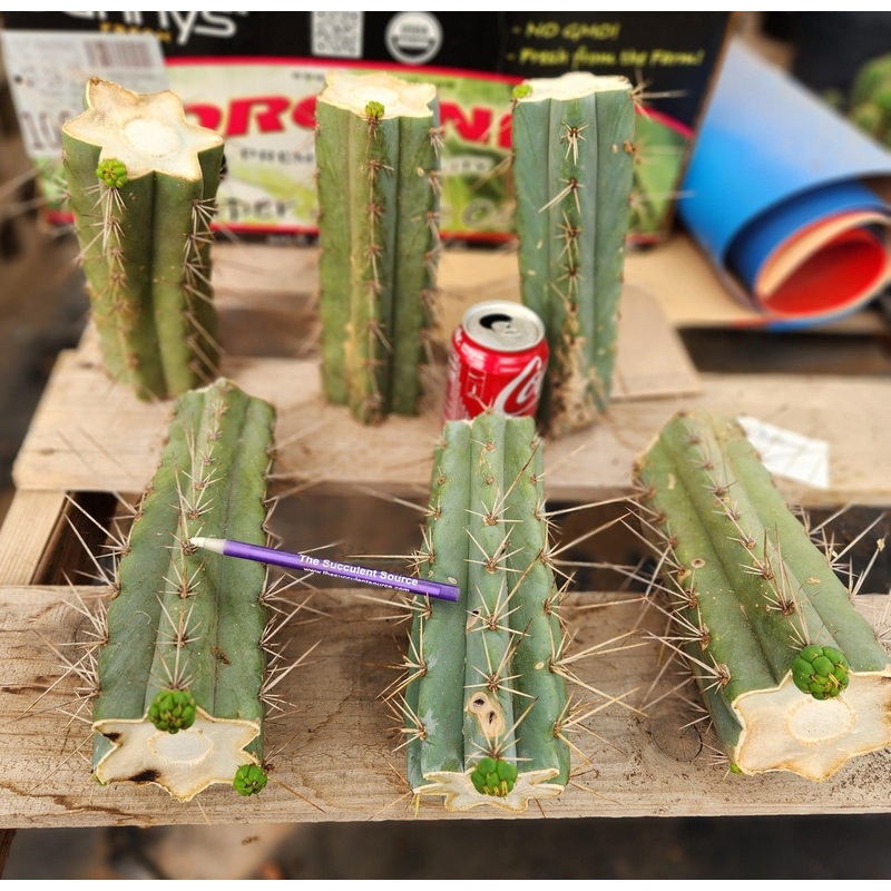 #EC159 EXACT Trichocereus Bargain Bridgesoid SunSpine TLC Mid Cutts