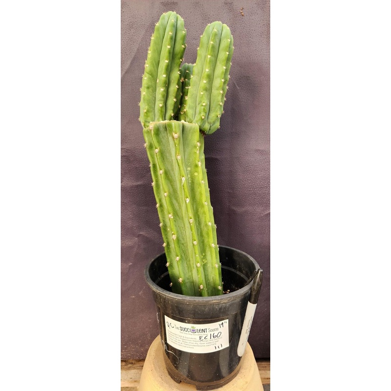 #EC160 EXACT Trichocereus Pachanoi "PC" Cactus 19"