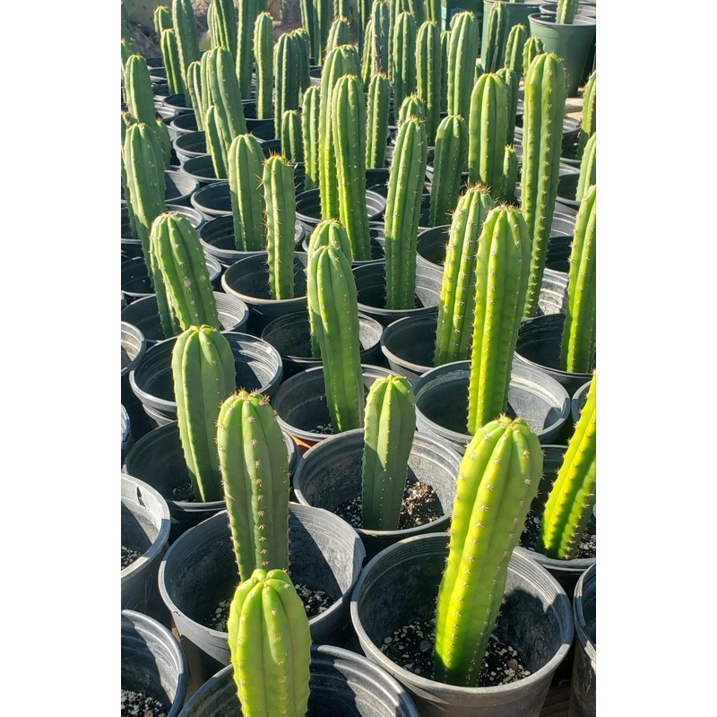 #EC163 EXACT Trichocereus Hybrid Potted Cactus Value Packs