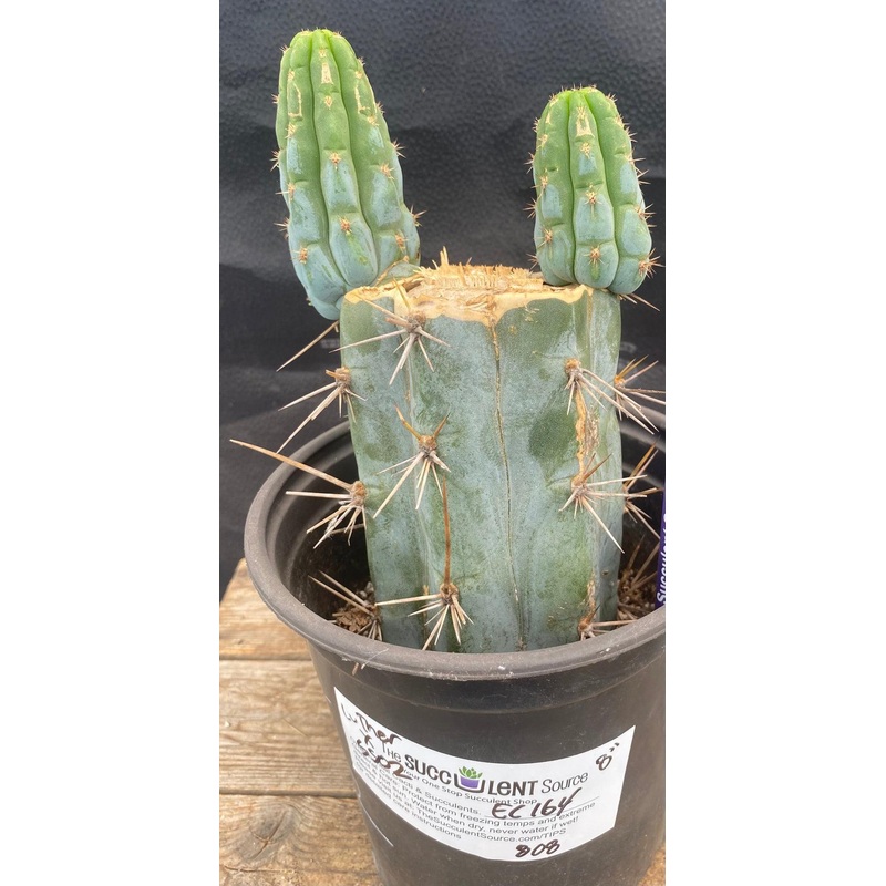 #EC164 EXACT Trichocereus Ornamental Cactus 8"