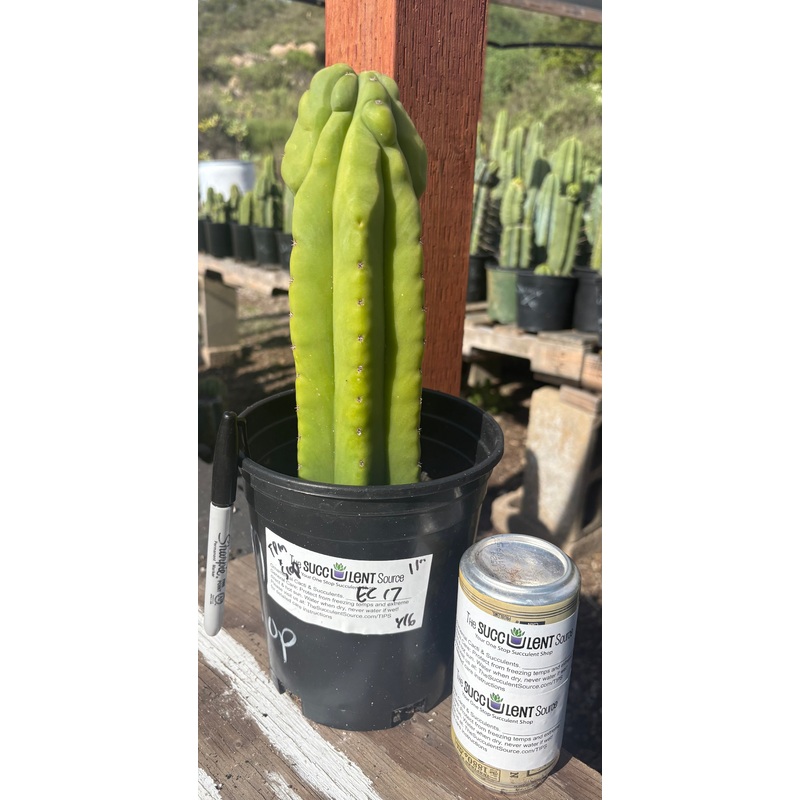 #EC17 EXACT Trichocereus Pachanoi Monstrose TPM X Scopulicola Cactus 11