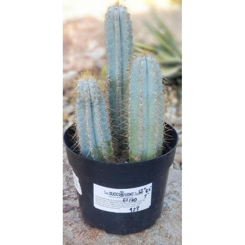 #EC170 EXACT Pilosocereus Azureus "Blue Candle" Ornamental Cactus cuttings " 12, 8.5", 7"