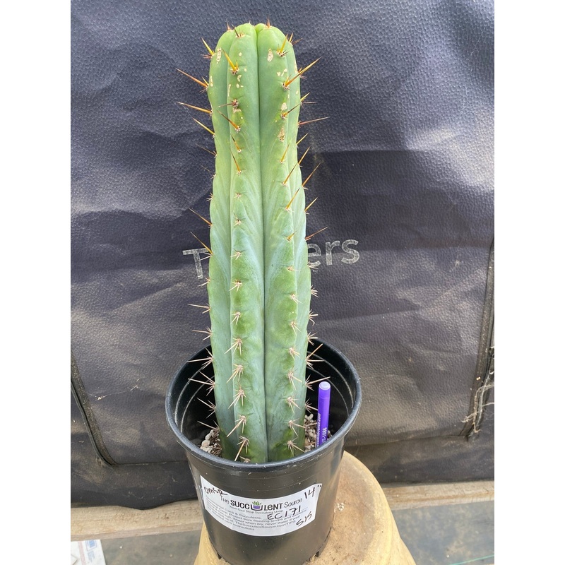#EC171 EXACT Trichocereus Peruvianus OMS Ornamental Cactus 14