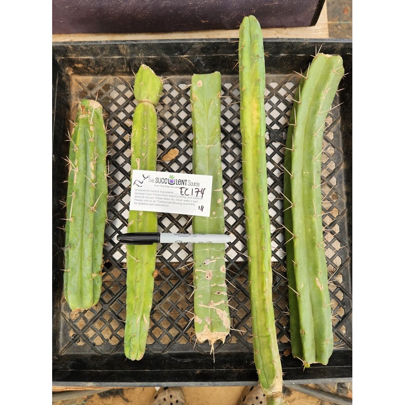 #EC174 EXACT Trichocereus Bridgesii TLC Cactus Cutting Lot