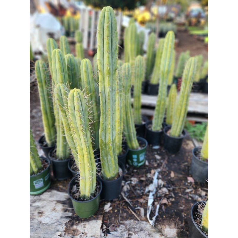 #EC175 EXACT Trichocereus Bridgesii Jiimz Tall Potted Cactus
