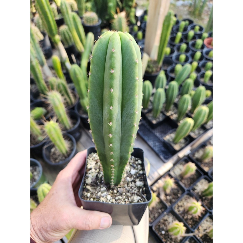 #EC176 EXACT Trichocereus Bogan OP Cactus potted 7-8"