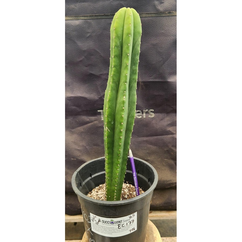 #EC177 EXACT Trichocereus Hybrid Pachanoi Decosta X Scopulicola Slimer Cactus 16.5"