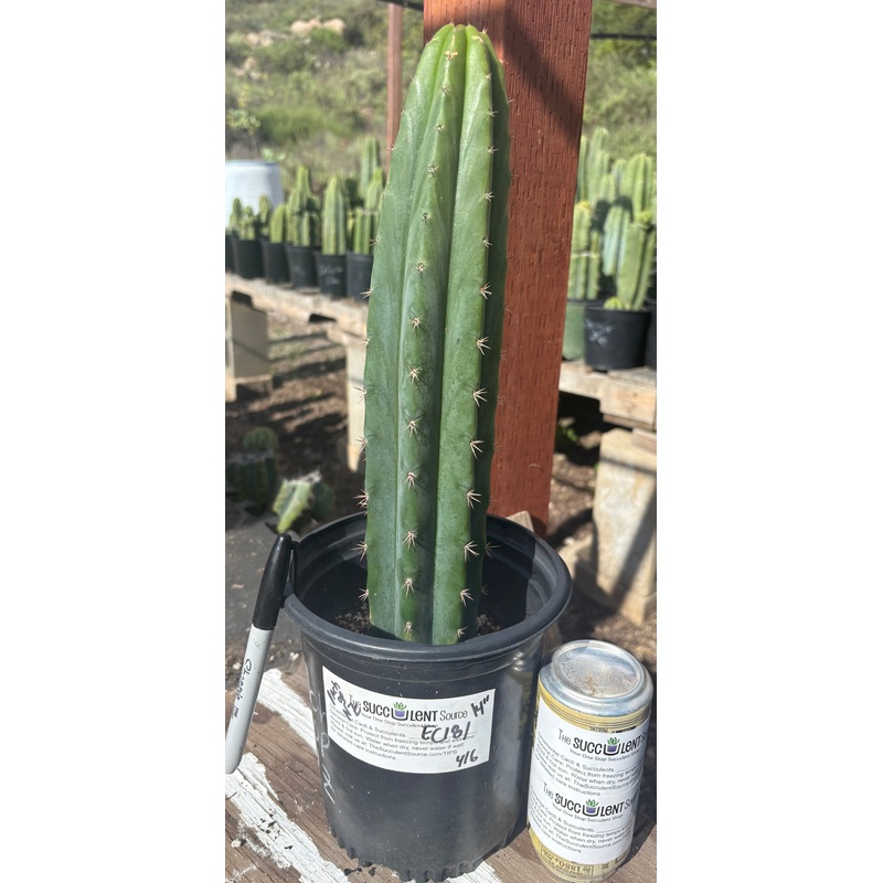 #EC181 EXACT Trichocereus Pachanoi Op New Zealand Cactus Potted 14