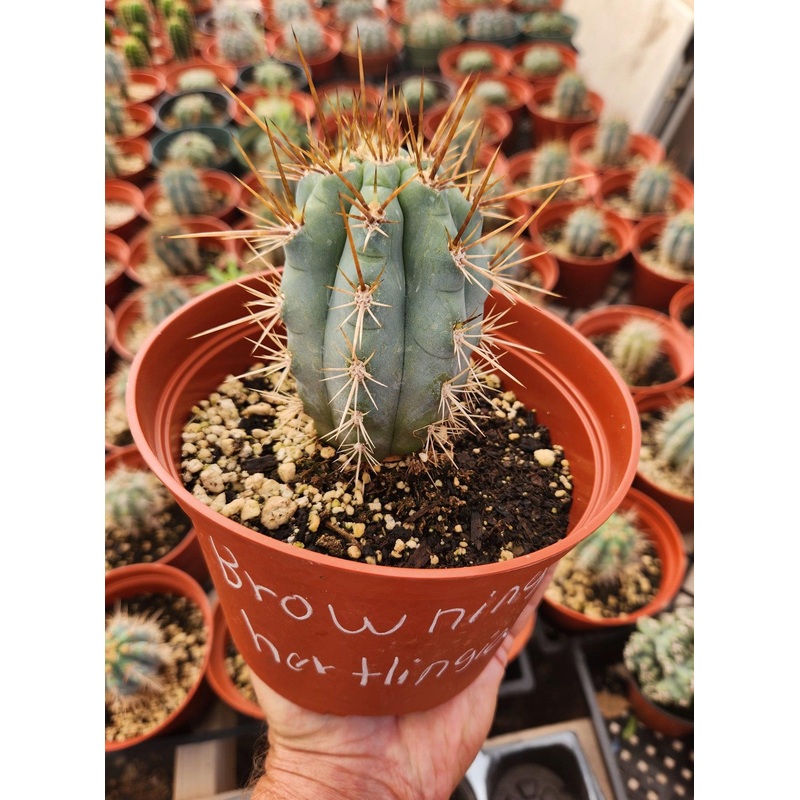#EC183 EXACT Browningia Hertlingiana  Ornamental Cactus
