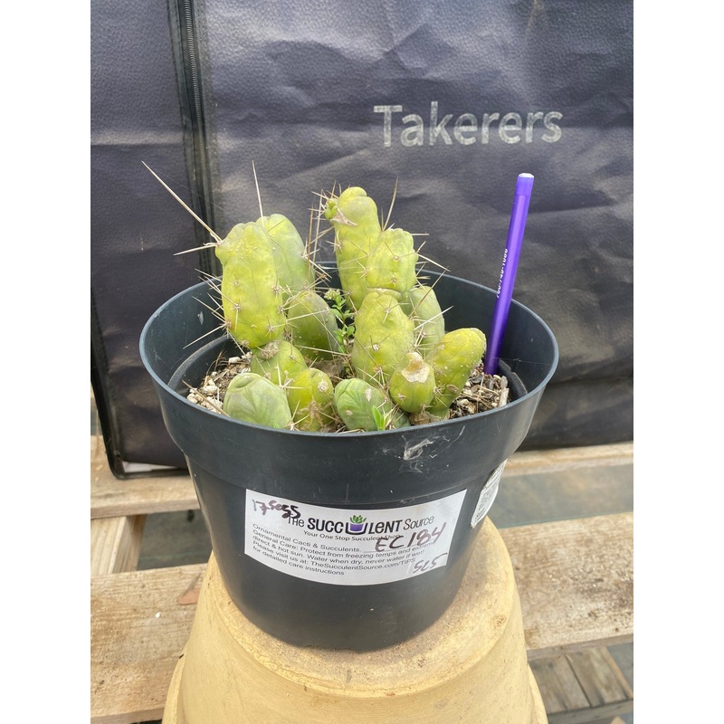 #EC184 EXACT Trichocereus Bridgesii Monstrose TBM Penis Ornamental Cactus