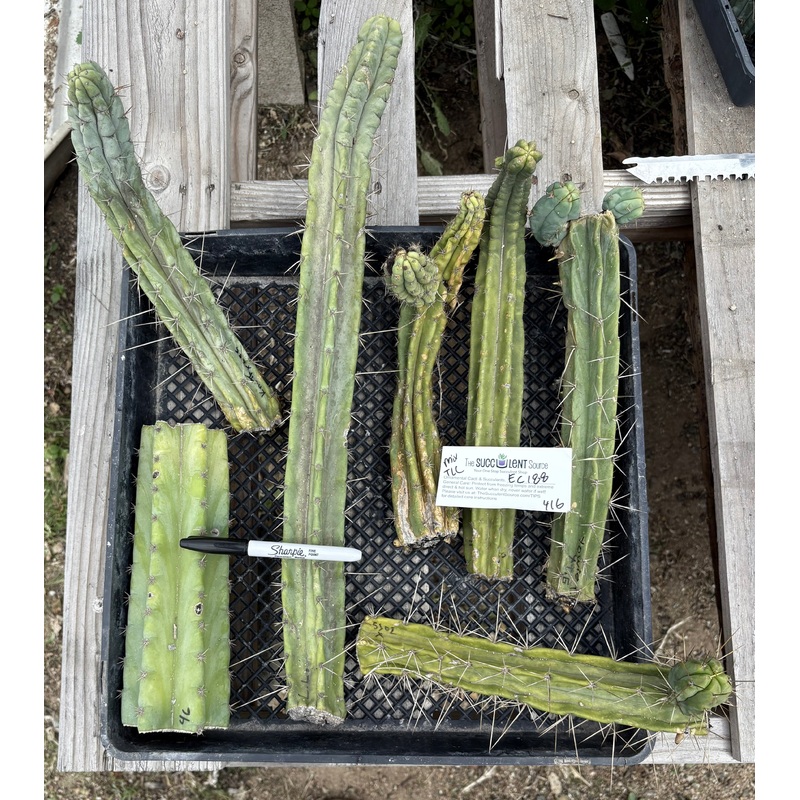 #EC188 EXACT Trichocereus TLC Bargain MIXED Cactus Cutting Lot