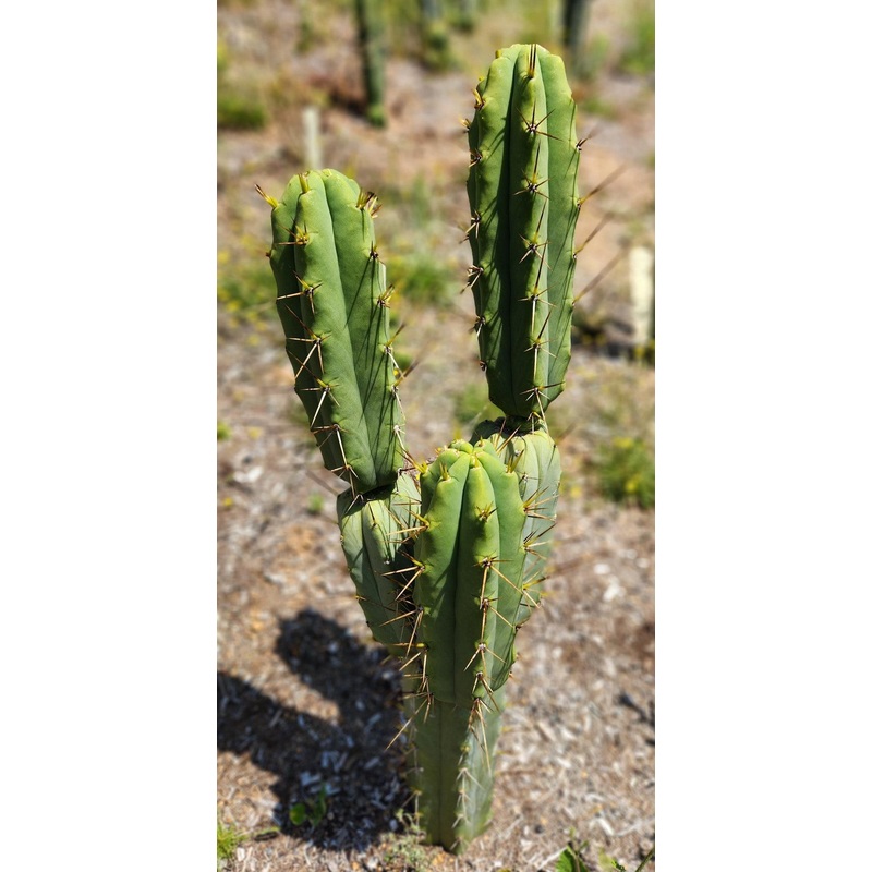 #EC19 EXACT Trichocereus Bridgesii "Eileen" Cactus Cutting 8-10 approx