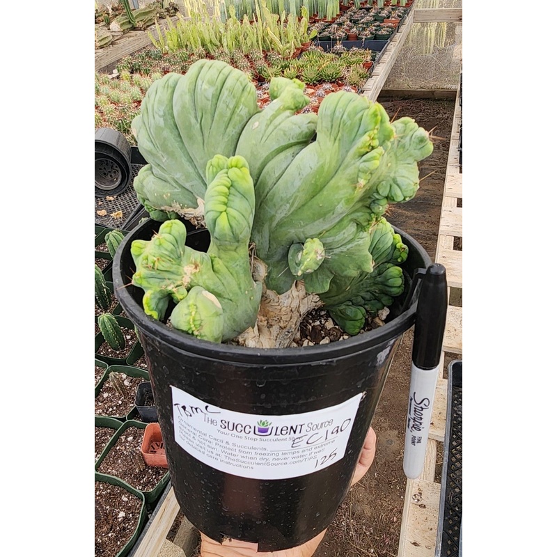 #EC190 EXACT Trichocereus Bridgesii Monstrose Crest TBMC Ornamental Cactus