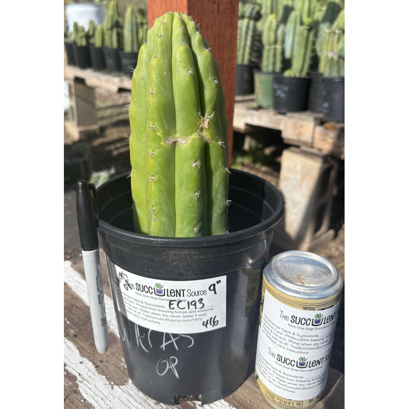 #EC193 EXACT Trichocereus Pachanoi Cactus 9