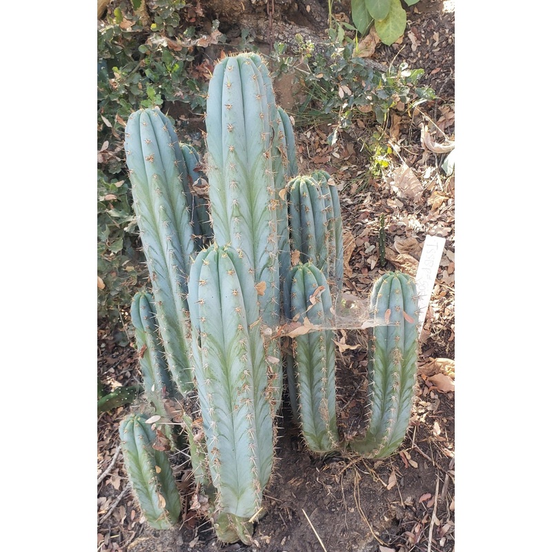 #EC195 EXACT Trichocereus Peruvianus TSS505 Ornamental Cactus Cutting 7-8"