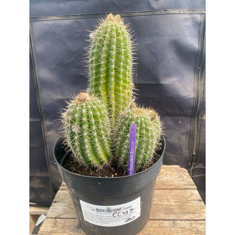 #EC197 EXACT Trichocereus Grandiflorus Hybrid Ornamental Cactus