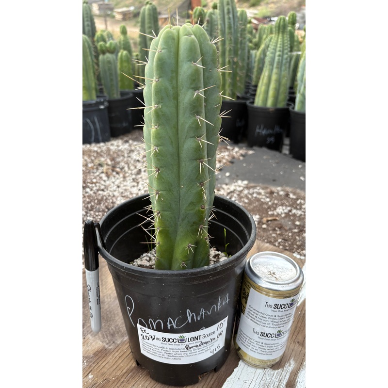 #EC203 EXACT Trichocereus Pachanoi Pomachanka OP from Chavin Cactus 10