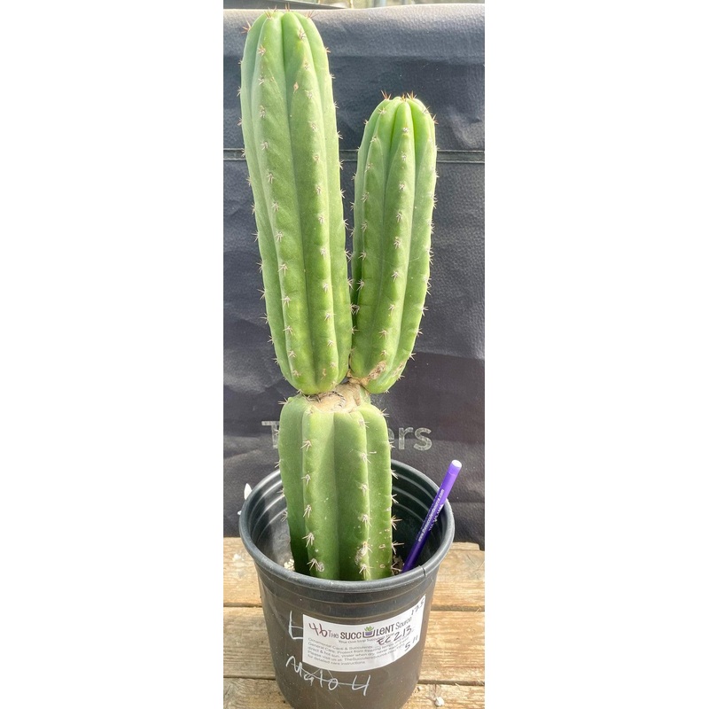 #EC213 EXACT Trichocereus Pachanoi 46 Ornamental Cactus 17.5